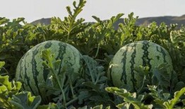 贵州网红吃瓜,揭秘当地美食背后的故事